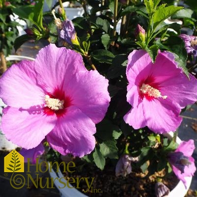 Hibiscus syriacus Lil' Kim® Violet