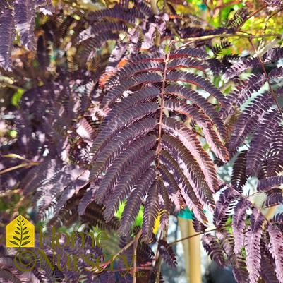 Albizia julibrissin 'Summer Chocolate'