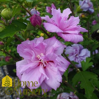 Hibiscus syriacus Purple double tree