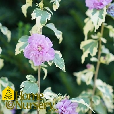 Hibiscus syriacus Sugar Tip® Gold