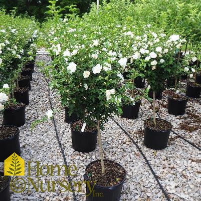 Hibiscus syriacus White double tree