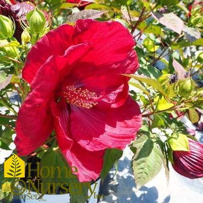 Hibiscus x Summerific® 'Cranberry Crush'