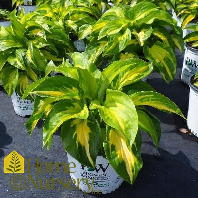 Hosta x Shadowland® 'Etched Glass'