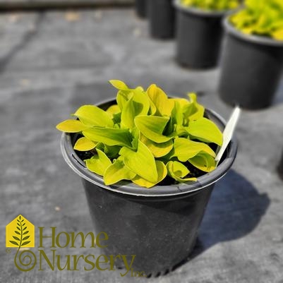 Hosta x 'Sun Mouse'