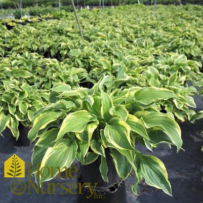 Hosta x 'Wide Brim'