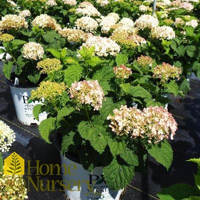 Hydrangea arborescens Invincibelle Wee White®