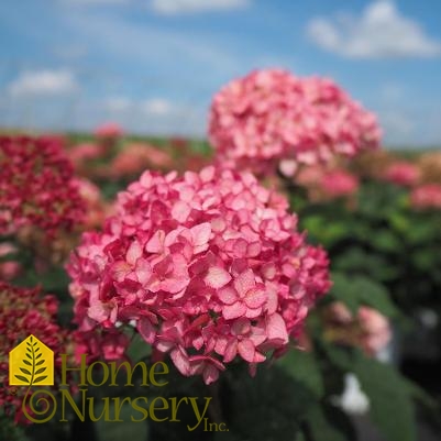 Hydrangea arborescens Invincibelle® Ruby