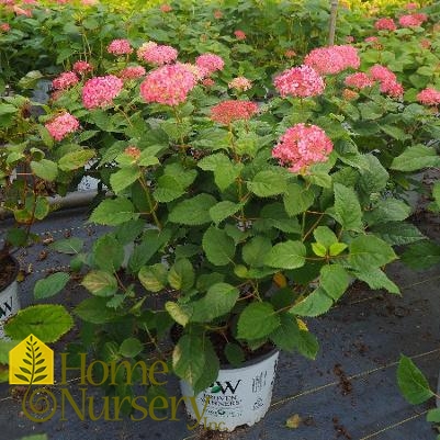 Hydrangea arborescens Invincibelle® Spirit II