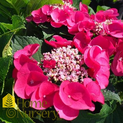 Hydrangea macrophylla Cherry Explosion™