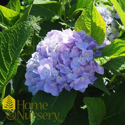 Hydrangea macrophylla Endless Summer® The Original