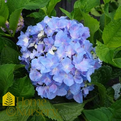 Hydrangea macrophylla Let's Dance® Rhythmic Blue®