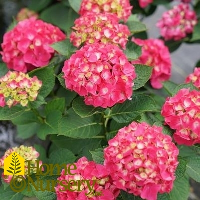 Hydrangea macrophylla Wee Bit Giddy®