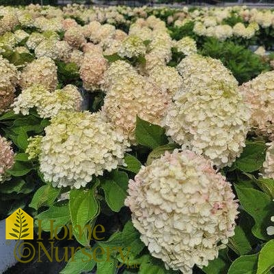 Hydrangea paniculata Fire Light Tidbit®