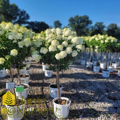 Hydrangea paniculata Limelight' tree form