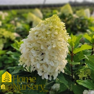 Hydrangea paniculata Quick Fire Fab®