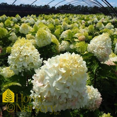 Hydrangea paniculata Zinfin Doll®