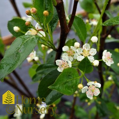 Aronia arbutifolia 'Brilliantissima'