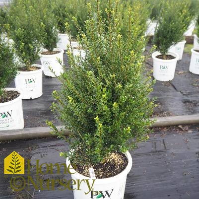 Ilex crenata Patti O Box®