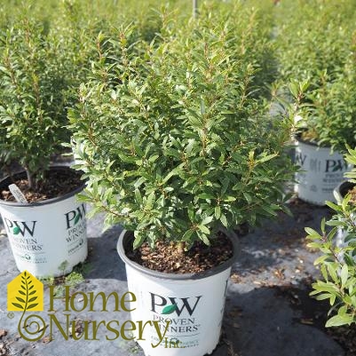 Ilex glabra Gem Box®