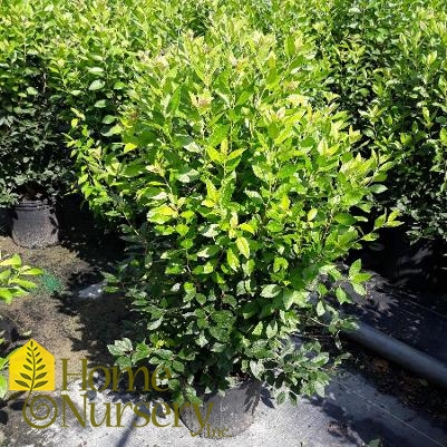 Ilex verticillata 'Jim Dandy'