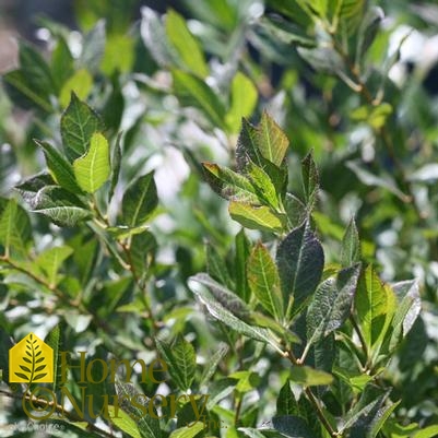 Ilex verticillata Little Goblin® Guy