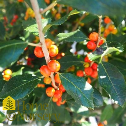 Ilex verticillata Little Goblin® Orange