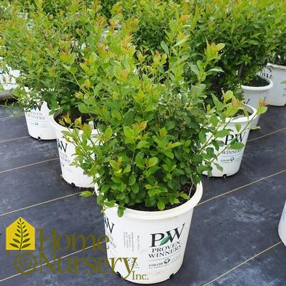 Ilex verticillata Mr. Poppins®