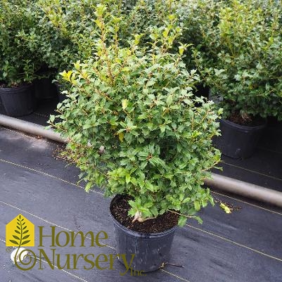 Ilex x 'China Boy'