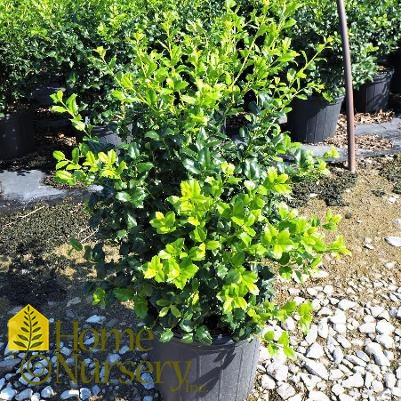 Ilex x 'China Girl'