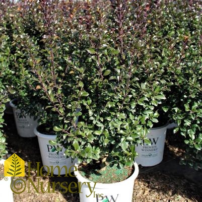 Ilex x meserveae Castle Wall®