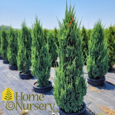 Juniperus chinensis 'Blue Point'