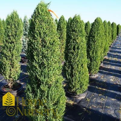 Juniperus chinensis 'Mountbatten'