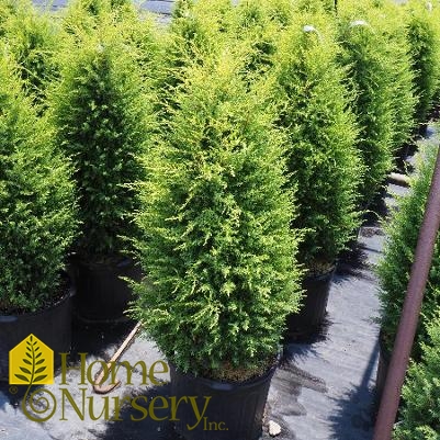 Juniperus communis 'Gold Cone'