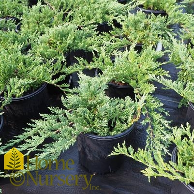 Juniperus horizontalis 'Wiltonii'