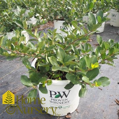 Aronia melanocarpa Low Scape Mound®