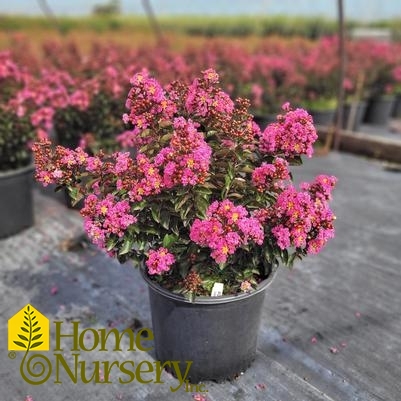 Lagerstroemia indica Barista® 'Dark Roast'