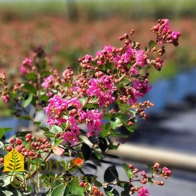 Lagerstroemia indica Infinitini® Brite Pink