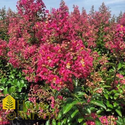 Lagerstroemia indica x fauriei 'Tonto'