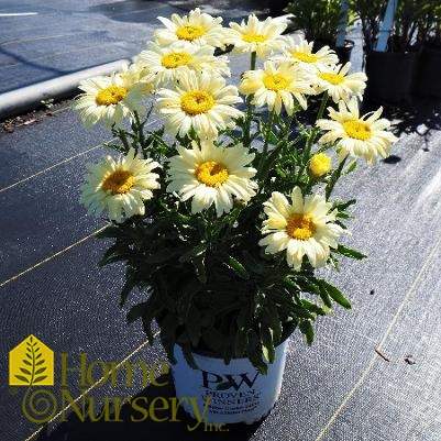 Leucanthemum superbum Amazing Daisies® 'Banana Cream' II