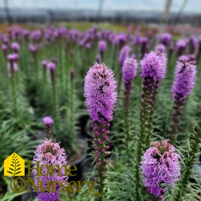 Liatris spicata 'Kobold Original'