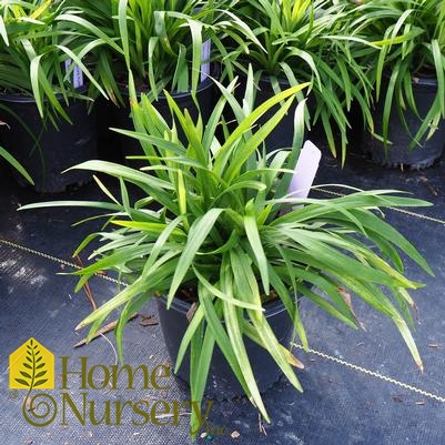 Liriope muscari Purple Explosion™