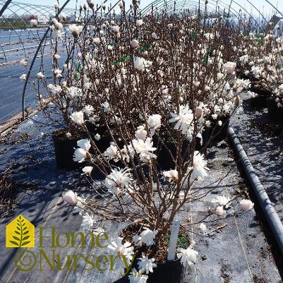 Magnolia stellata 'Royal Star'