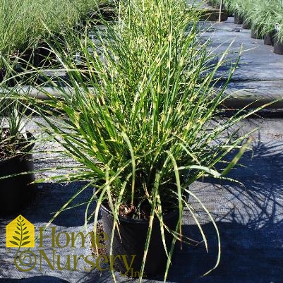 Miscanthus sinensis 'Bandwidth'