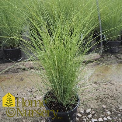 Miscanthus sinensis 'Morning Light'