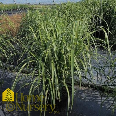 Miscanthus sinensis var. condensatus 'Cabaret'