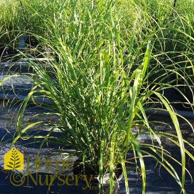 Miscanthus sinensis 'Zebrinus'