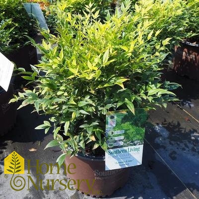 Nandina domestica alba 'Lemon Lime'