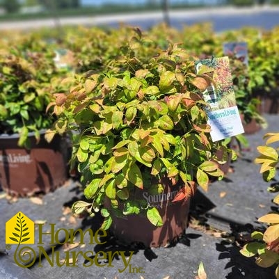 Nandina domestica Blush Pink™