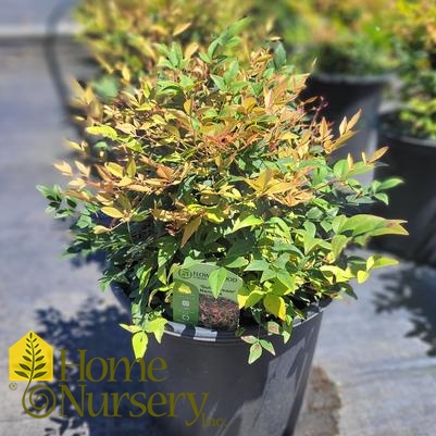 Nandina domestica 'Gulf Stream'