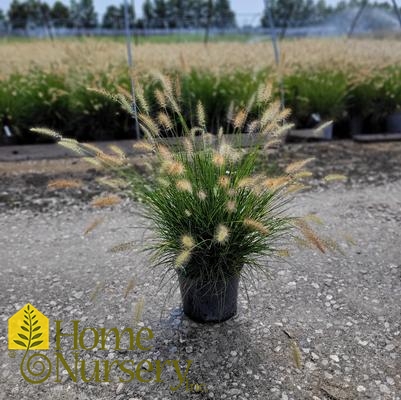 Pennisetum alopecuroides 'Hameln'